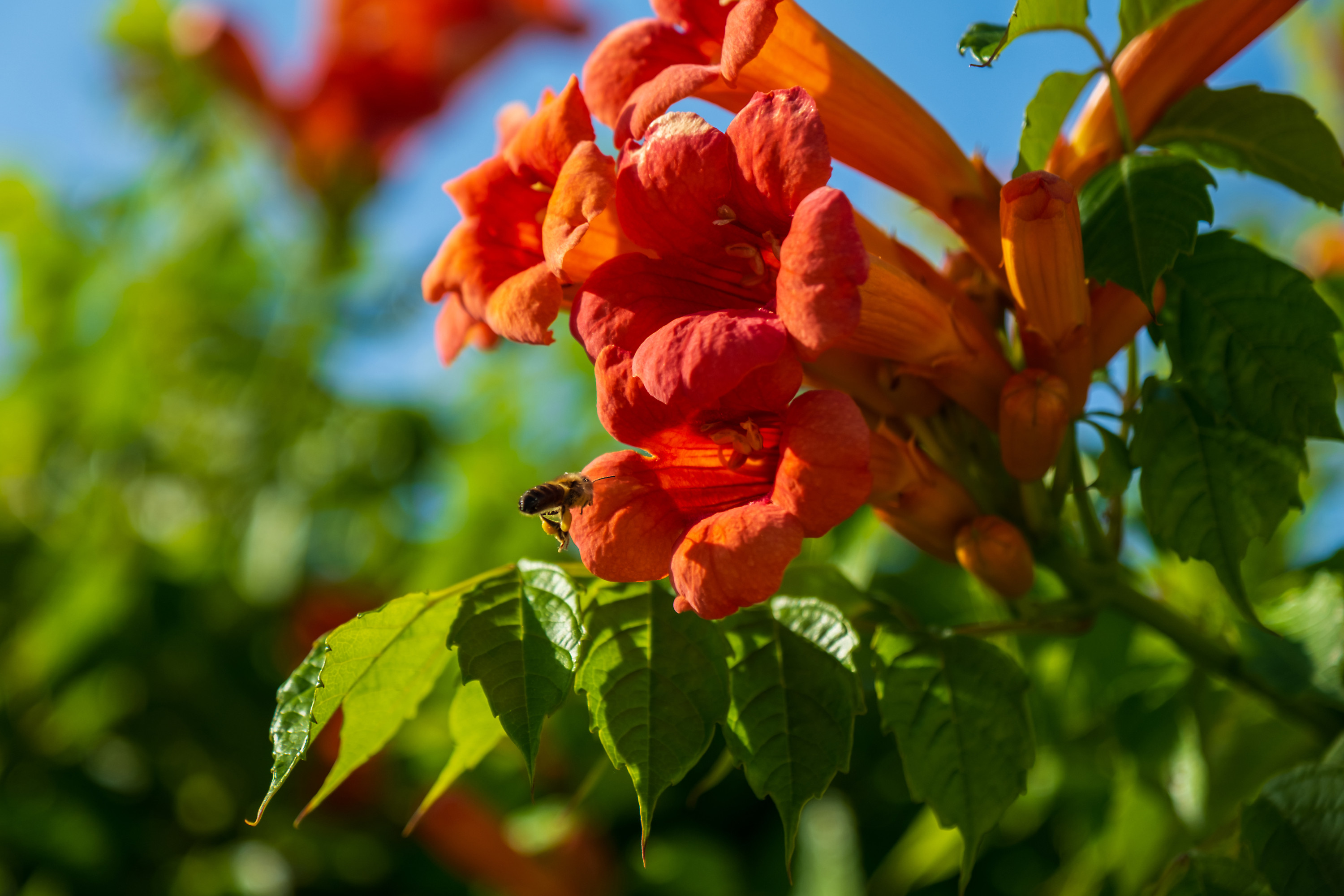 vine with red flowers