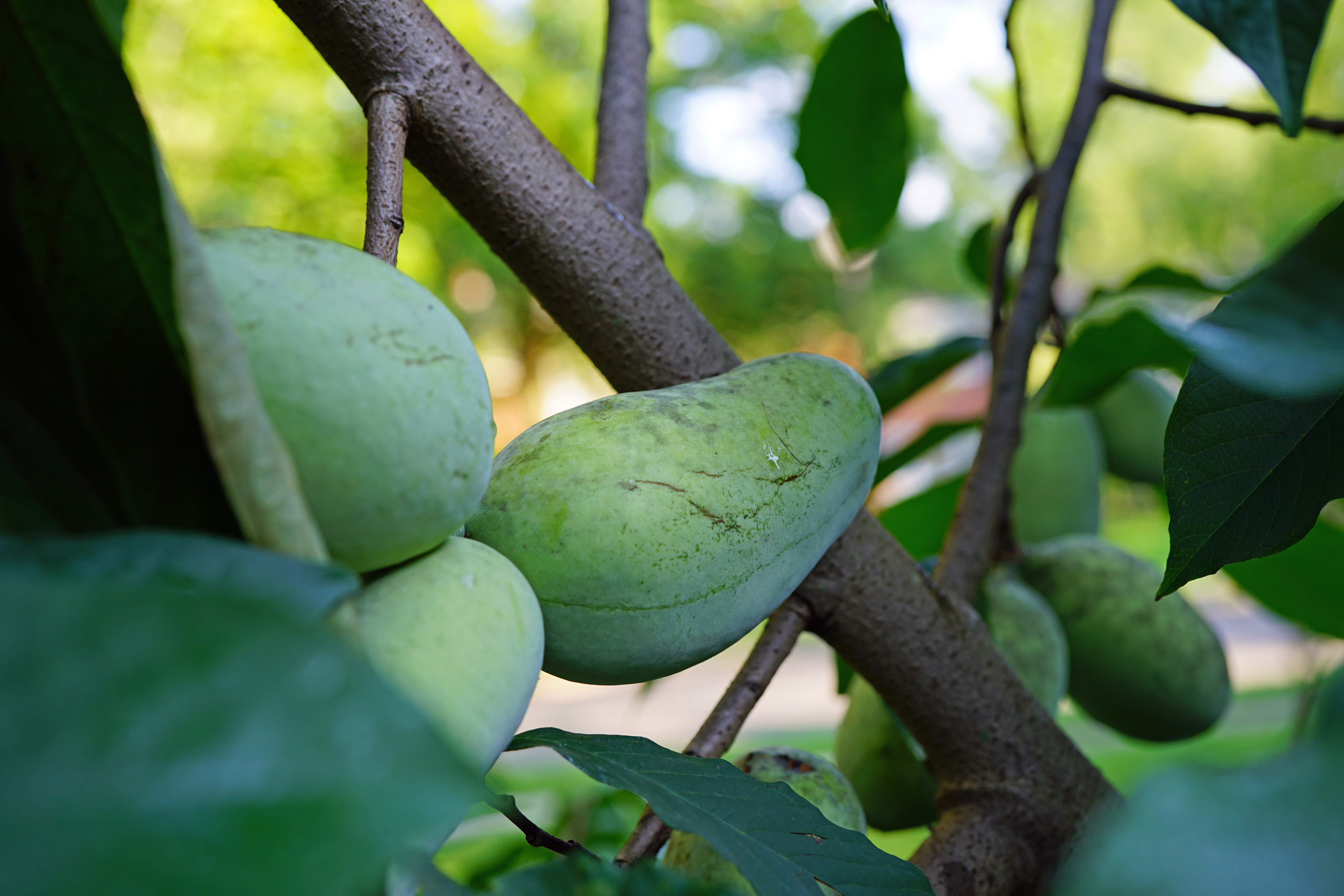 Fruit of the common pawpaw (asimina triloba) growing on a tree