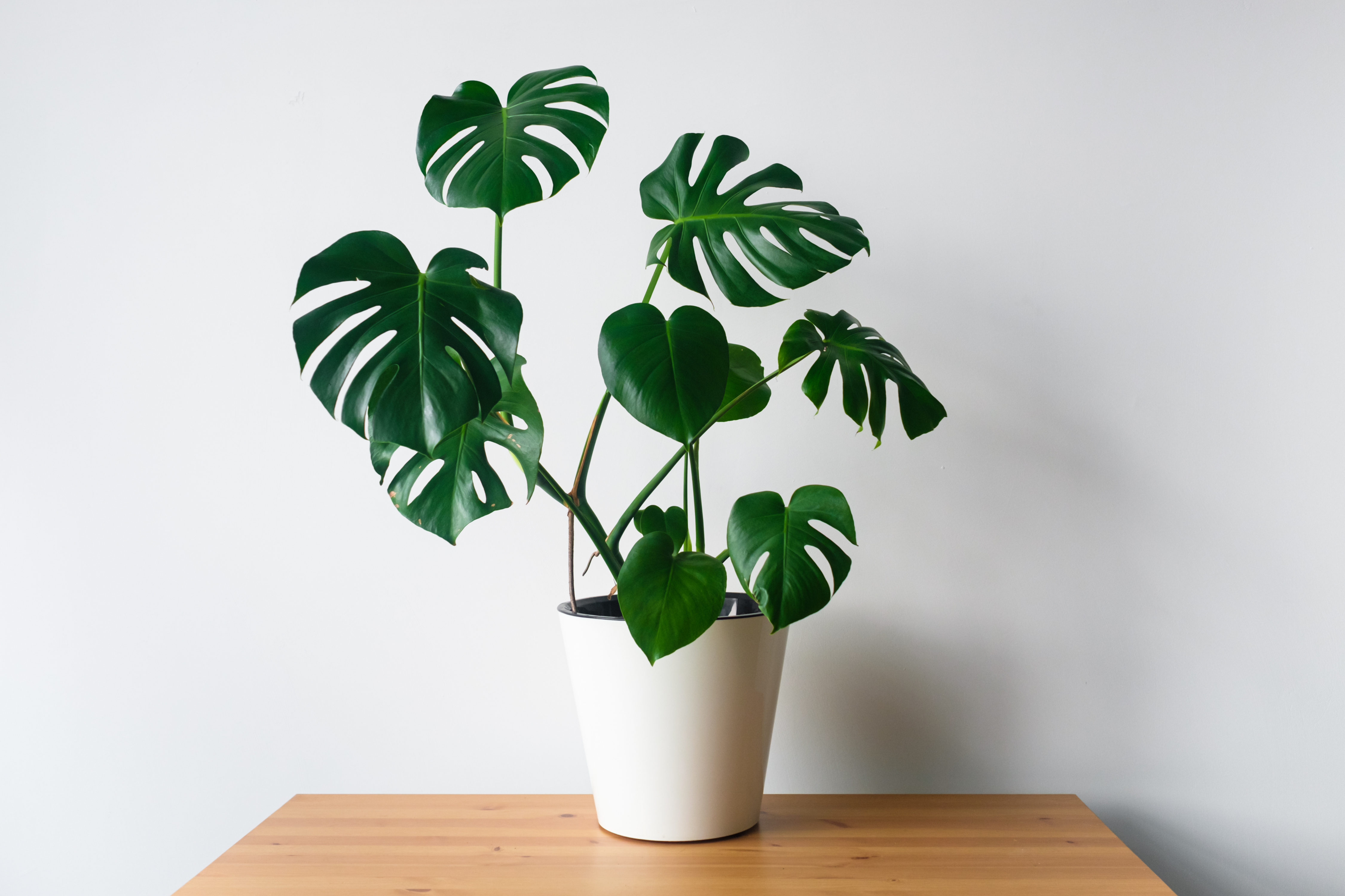Beautiful Monstera flower in a white pot stands on a wooden table.