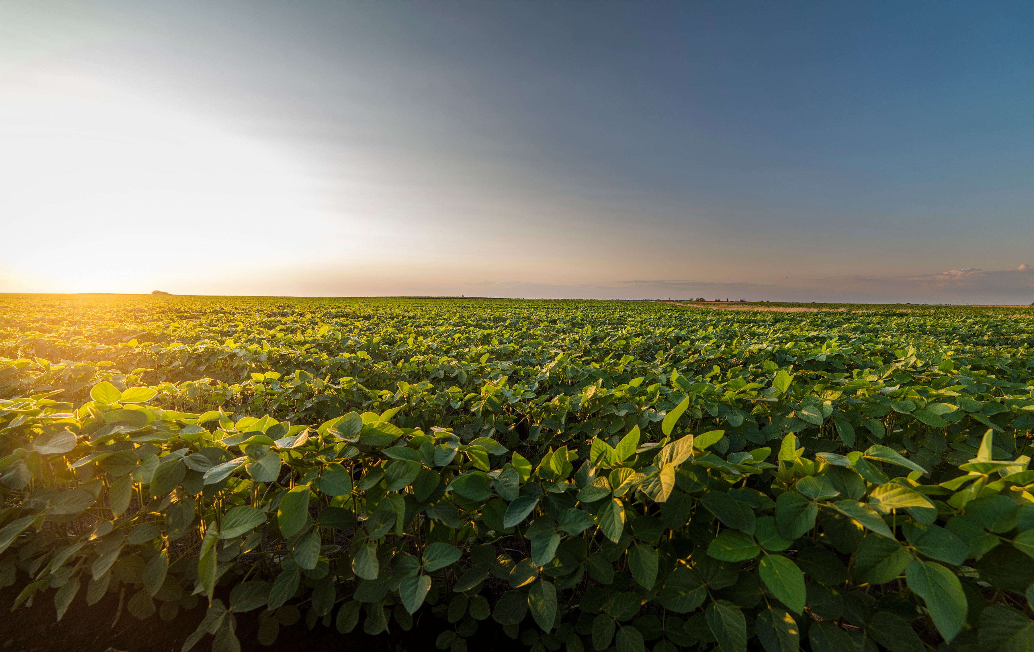 Open soybean field at sunset.