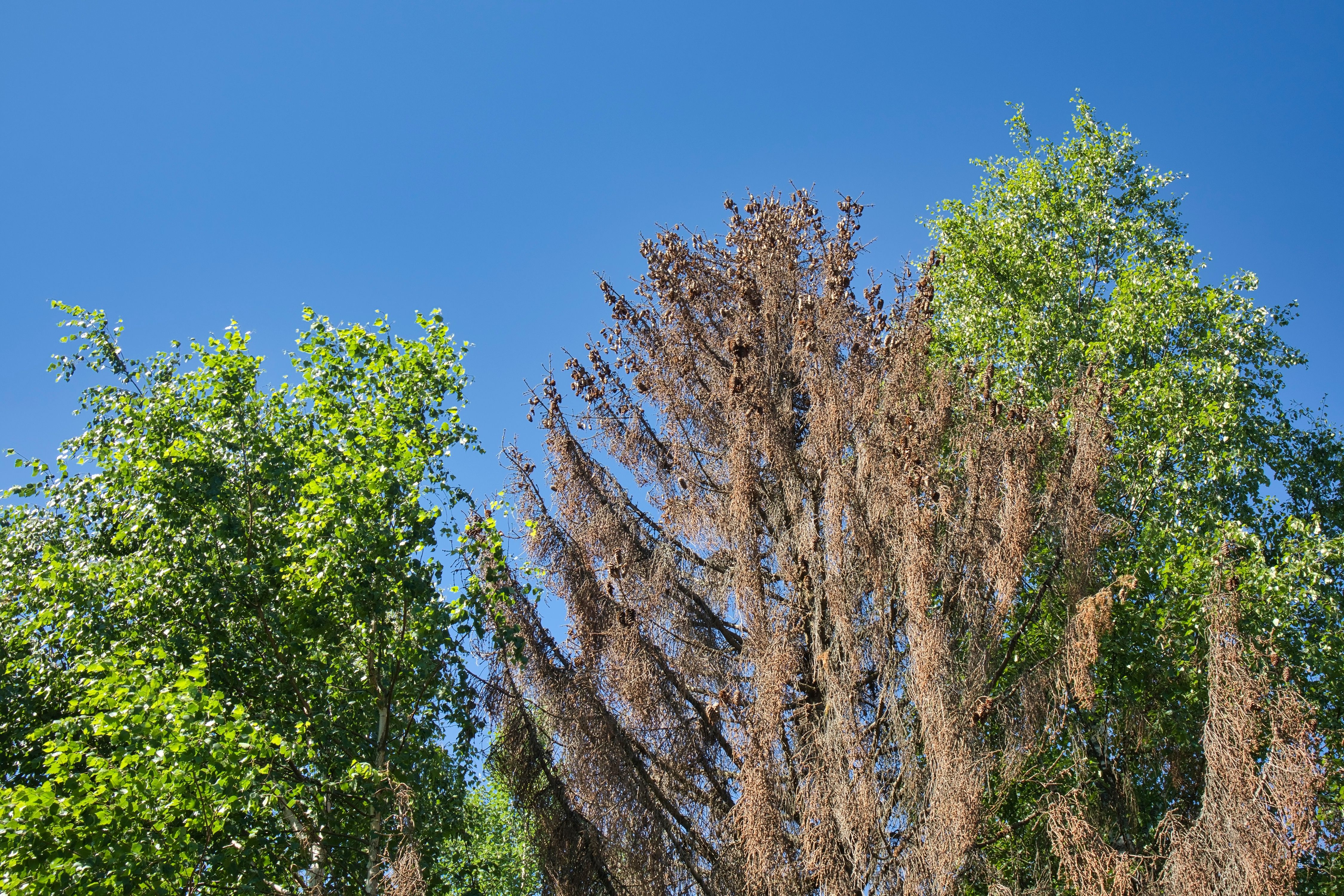 Dead spruce with healthy birch trees against blue sky