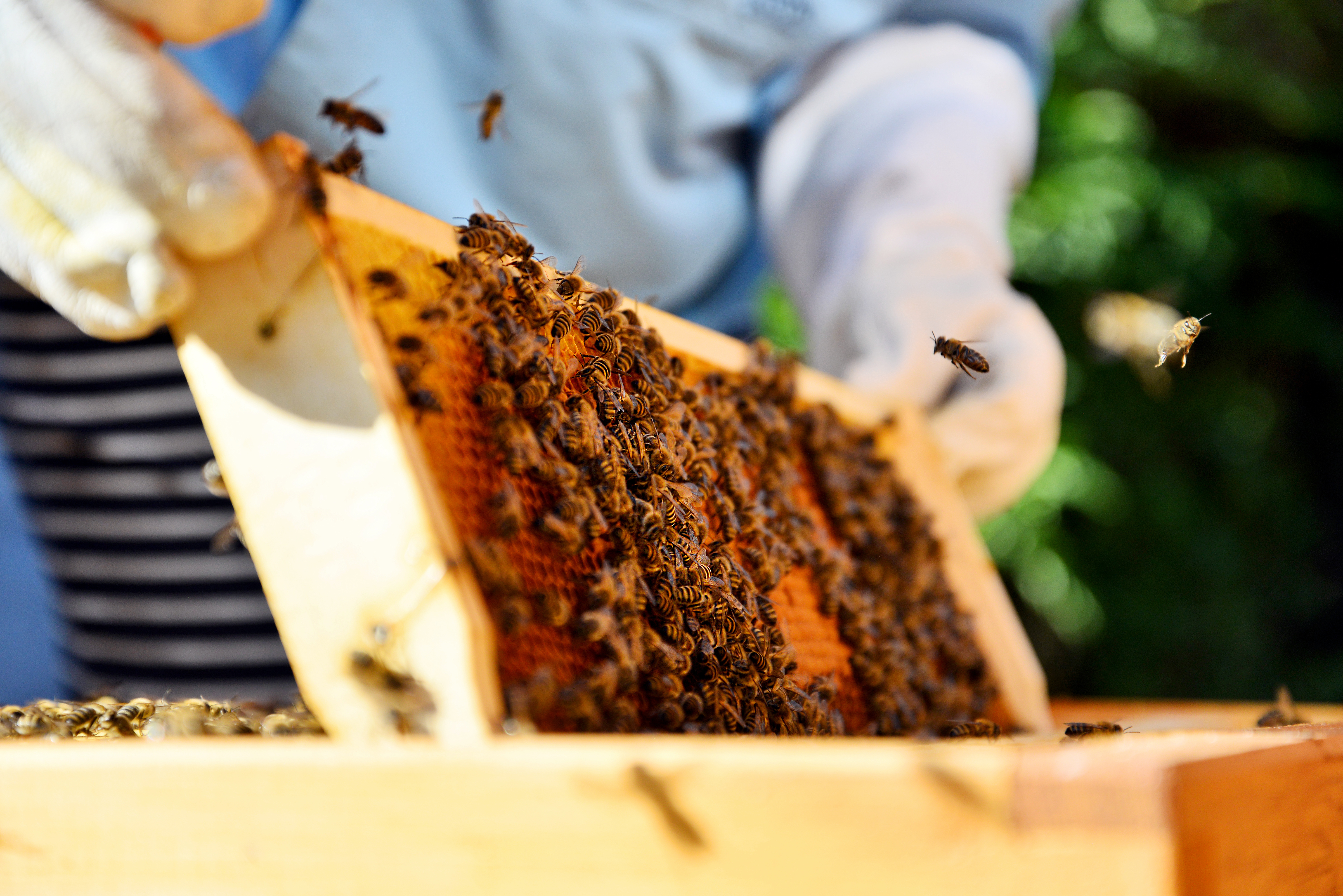 beekeeper collecting honey