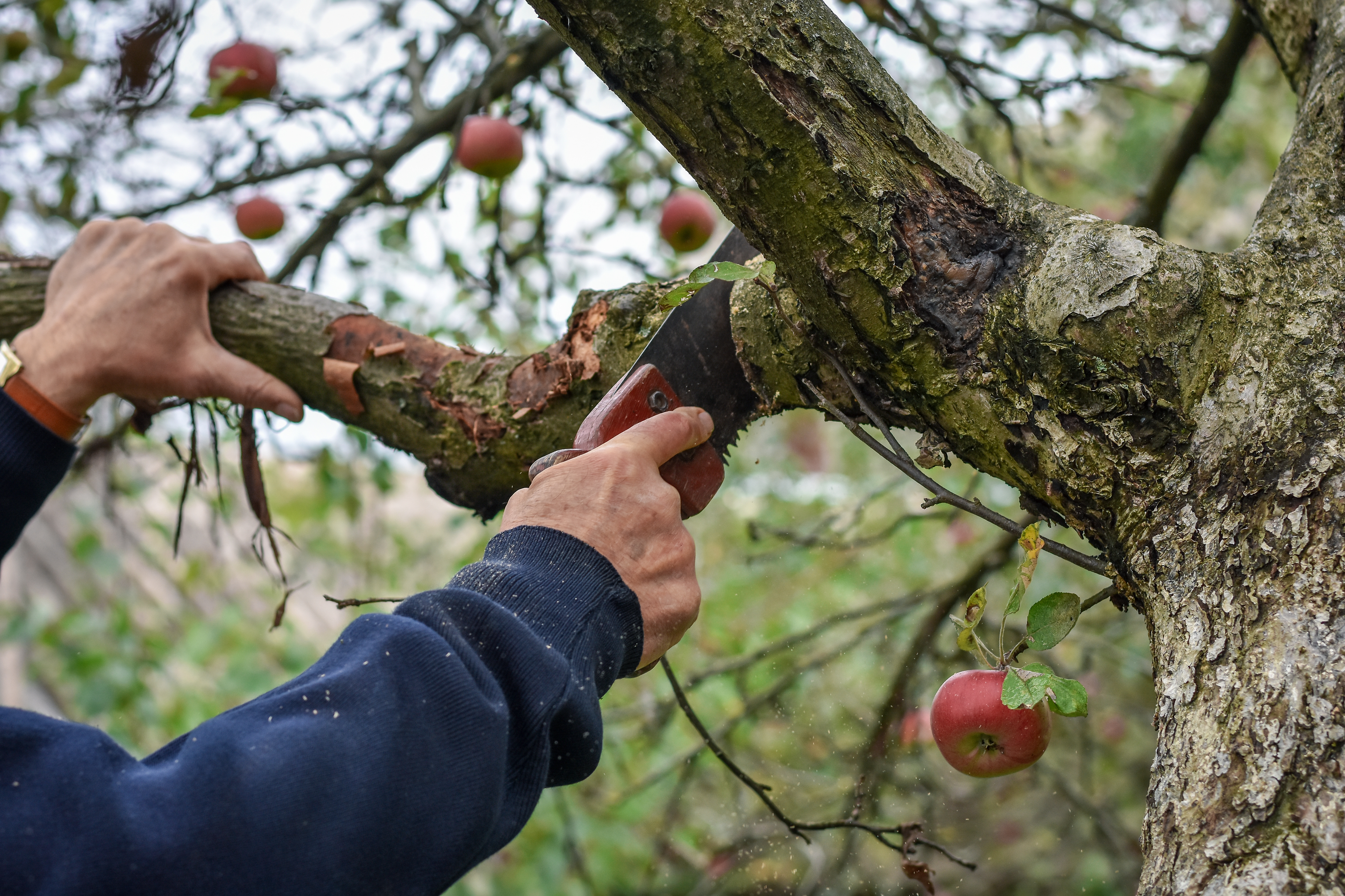 man pruning an apple tree