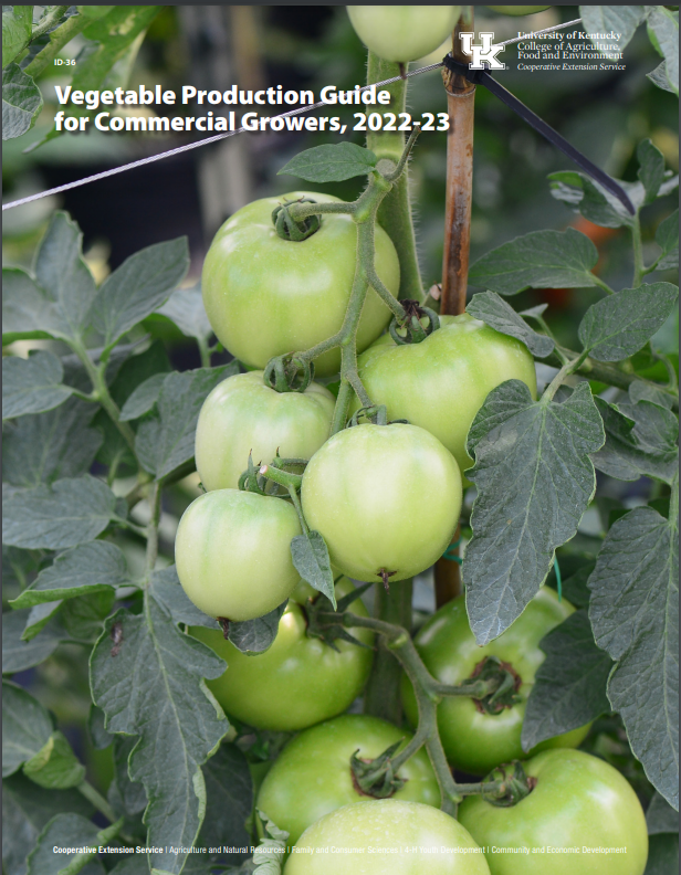 green tomatoes on vines