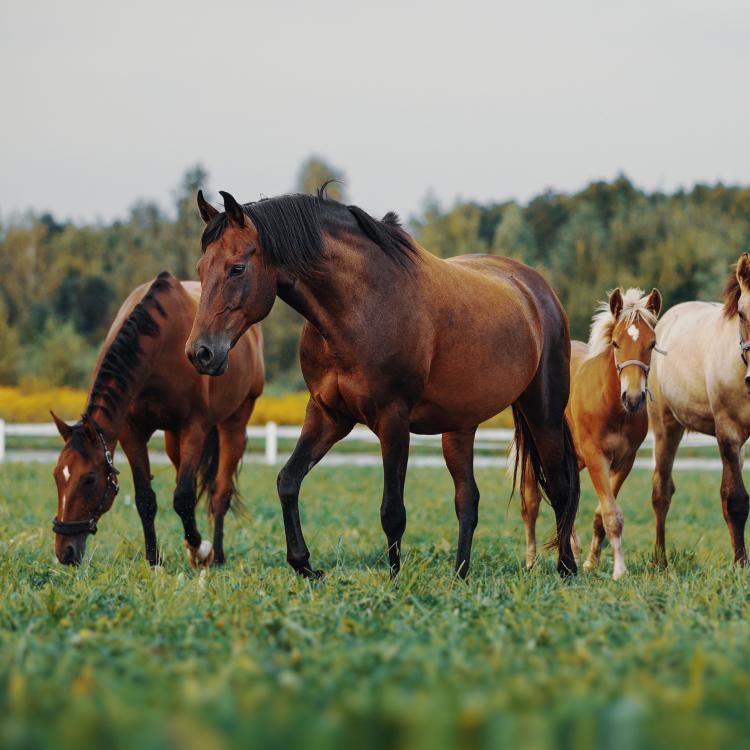  Horses in the herd