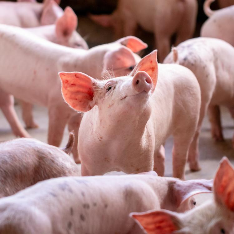  Small piglet in the farm. Group of Pig indoor on a farm yard in Thailand. swine in the stall.