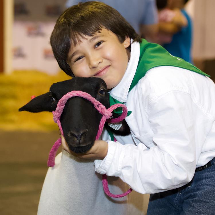  A young male 4-H agricultural club showman hugs his lamb while looking at the camera.