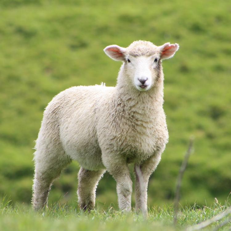  sheep shows tongue