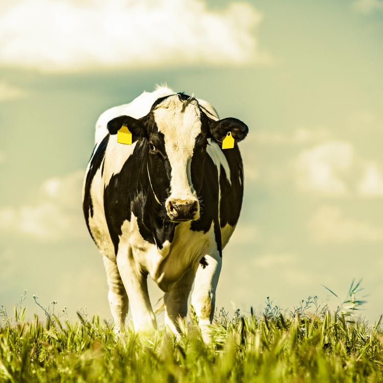  Dairy cow at countryside, beautiful sky in the background. Vintage style.