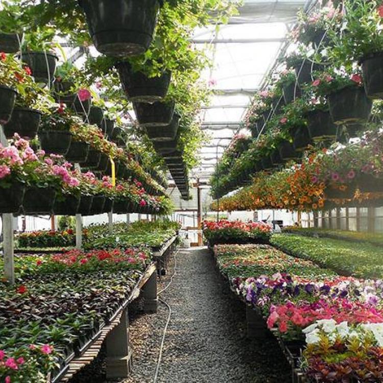  Commercial green house with variety of flowers