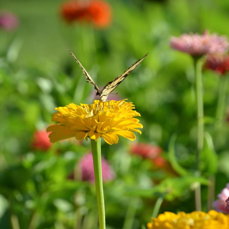  Butterfly on yellow flower