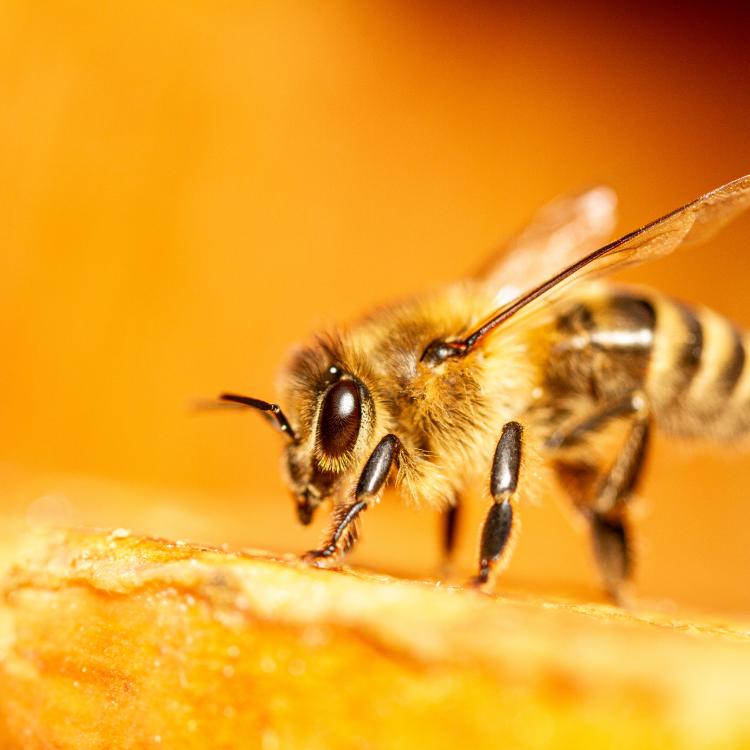  close up of honey bee