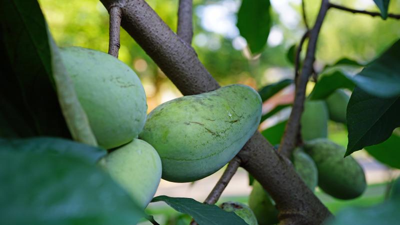 Fruit of the common pawpaw (asimina triloba) growing on a tree