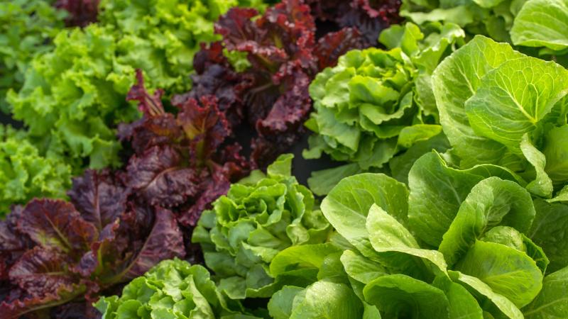 leaf lettuce field