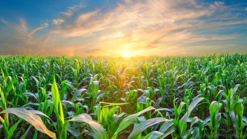 Panorama of corn field at sunset