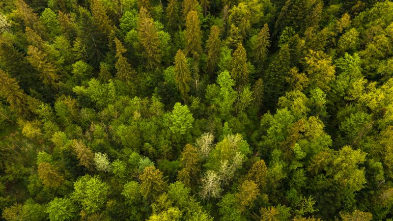  Licensed  Reference this style 1 of 2 Use this image to generate new results that match its style.  Save to Library  Preview Crop  Find Similar   File #:  479402832 Aerial view of dark mixed pine and lush forest with green trees canopies