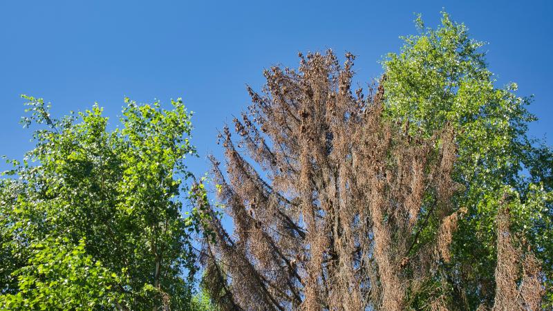 Dead spruce with healthy birch trees against blue sky