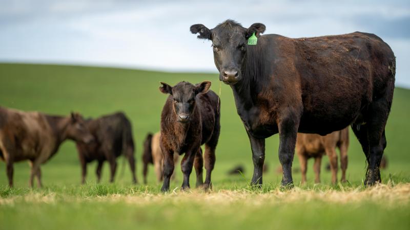 livestock in a meadow, sustainable carbon neutral farming being practiced. regenerative raised cows in a field. agricultural technology innovation.