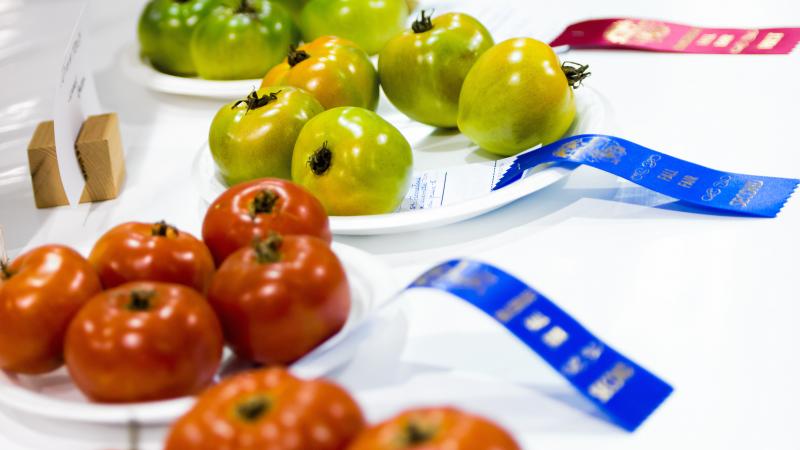 Tomatoes with Ribbons at an Agricultural Competition