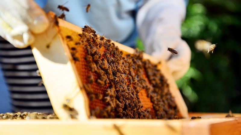 beekeeper collecting honey
