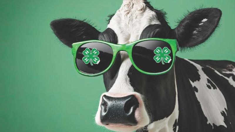 cow with 4-H sunglasses on