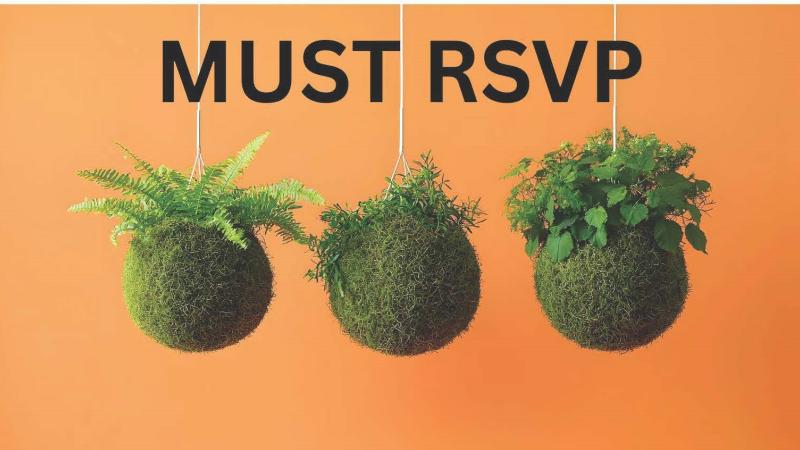 Three Hanging Kokedama Sphere Plants With Varied Greenery