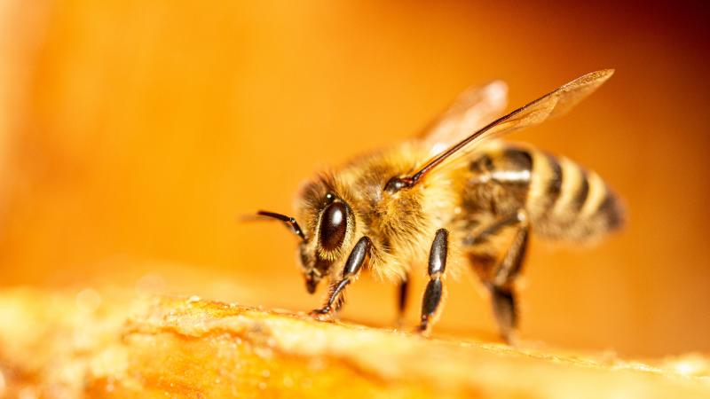 close up of honey bee