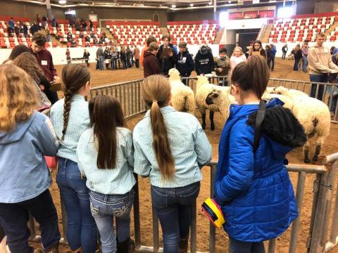 youth at a livestock event